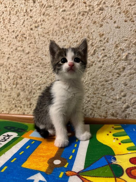 Котёнок в добрые руки, отдадим