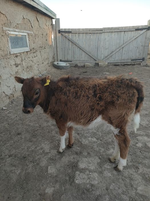 Подам коров с телятамы