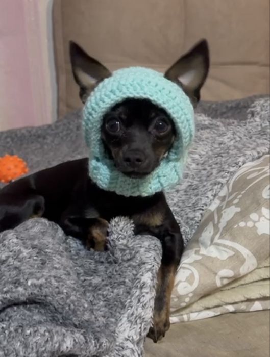 Шапка для собаки, вязанное платье