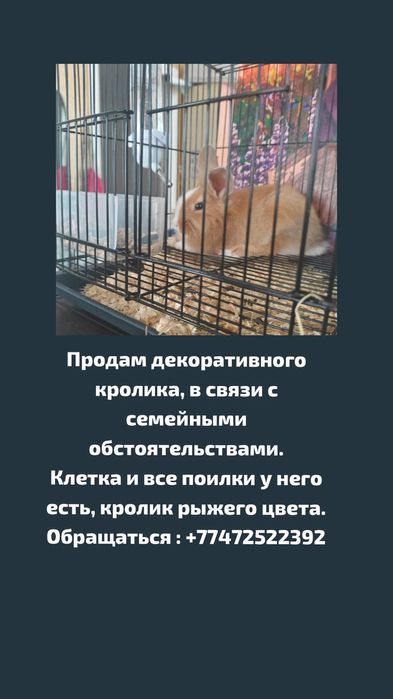 Продам красавицу,кролика./девочка/молодая 6 месяцев,рыженькая .