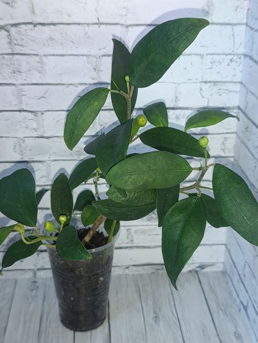 Продам цветы сортовые