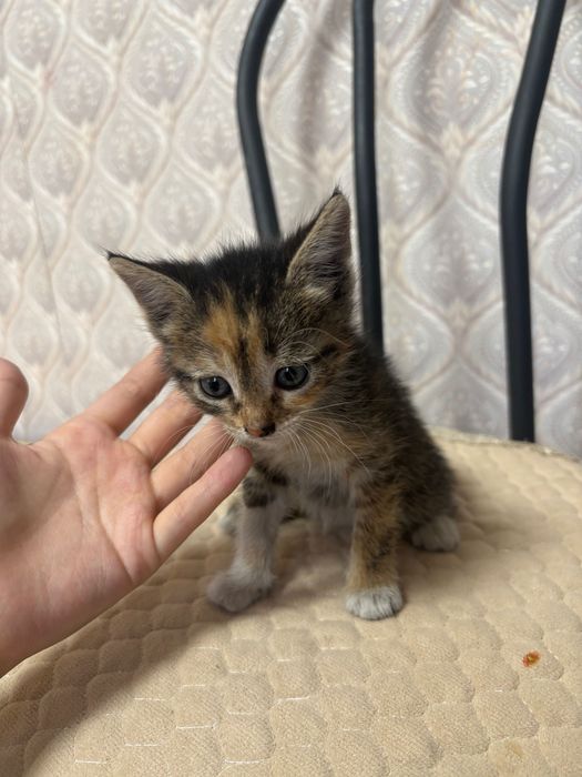 котики  , отдам в хорошие руки.