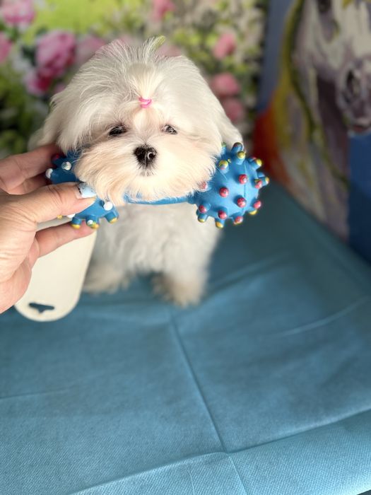 Продаются щенки Мальтезе