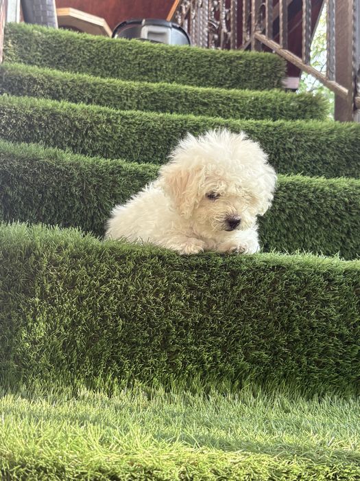 Maltipoo mini toy