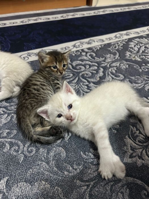 Маленькие котята