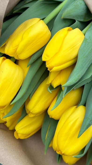 Тюльпаны Премиум класса