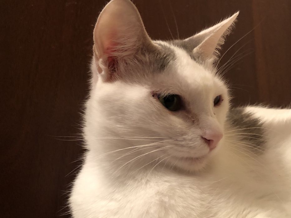 отдам кошку в добрые руки