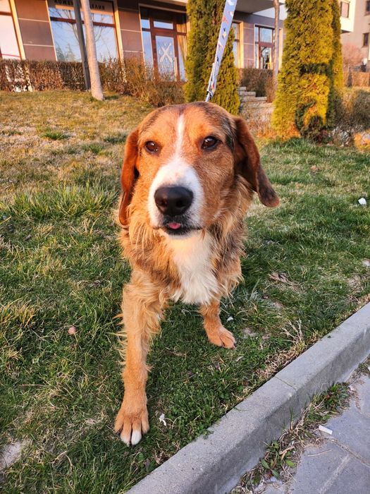 Български Барак ПОДАРЯВА СЕ!