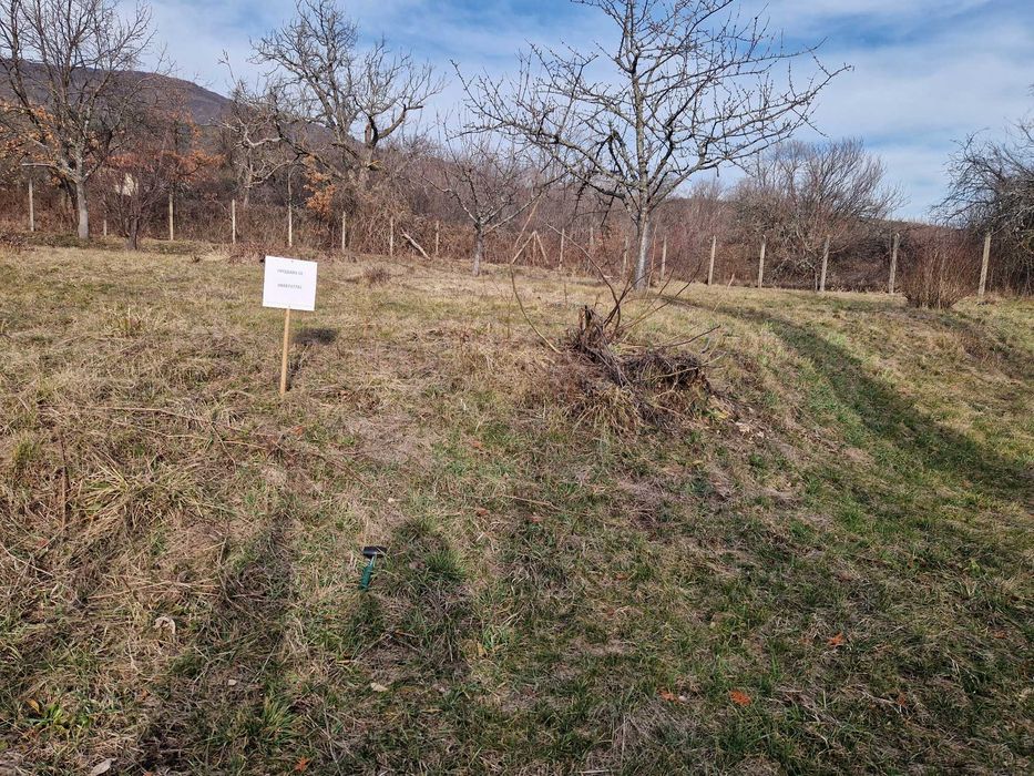 Имот в с.Очуша за вила, къща илиовощна градина