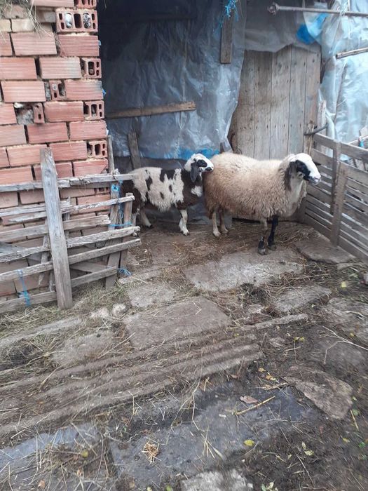 Продавам овца и агне