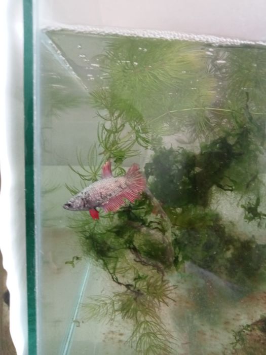 Продам петушков разных рыб