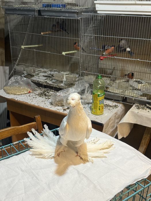 Гулбадам самец сатылады срочно