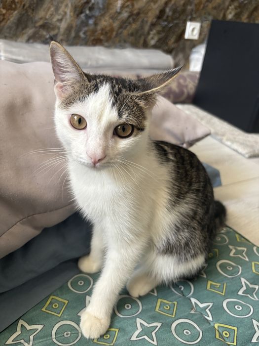 Котенок 9 месяцев
