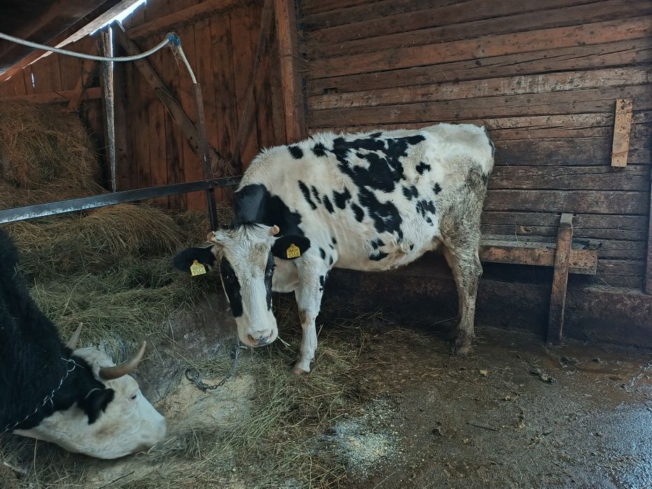 Vând junincă de 2 ani