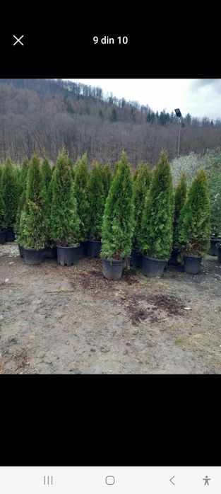 Piatră naturală de munte și plante ornamentale