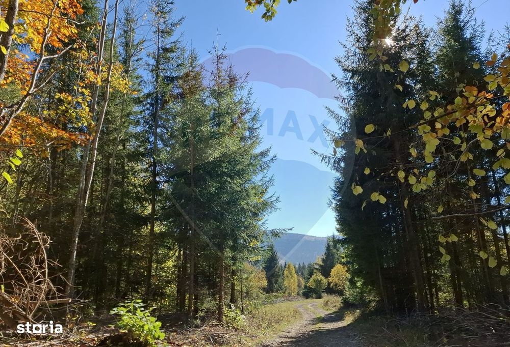 Vânzare teren extravilan, 4 ha pădure, zona turistică Liban, Harghita