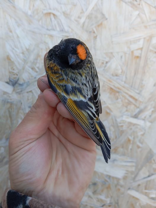 Продам выдержанную певчую птицу