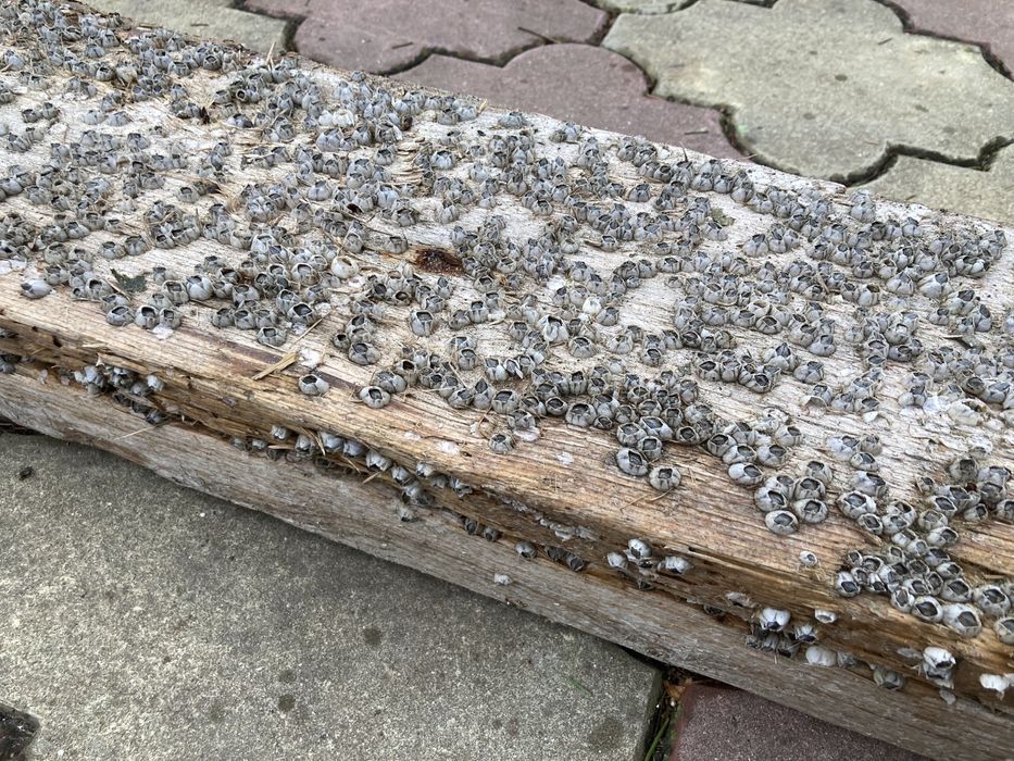 Driftwood, lemn cu patină si scoici pentru decor