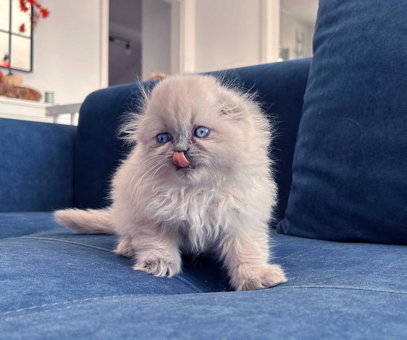 Pisicuță Scottish Fold Loghair, Blue-point de cea mai înaltă calitate. Pedigree. 2 luni