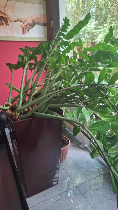 Замиокулькас, долларовое дерево