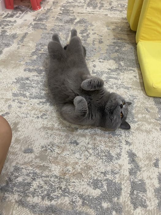 Отдам в только в хорошие руки