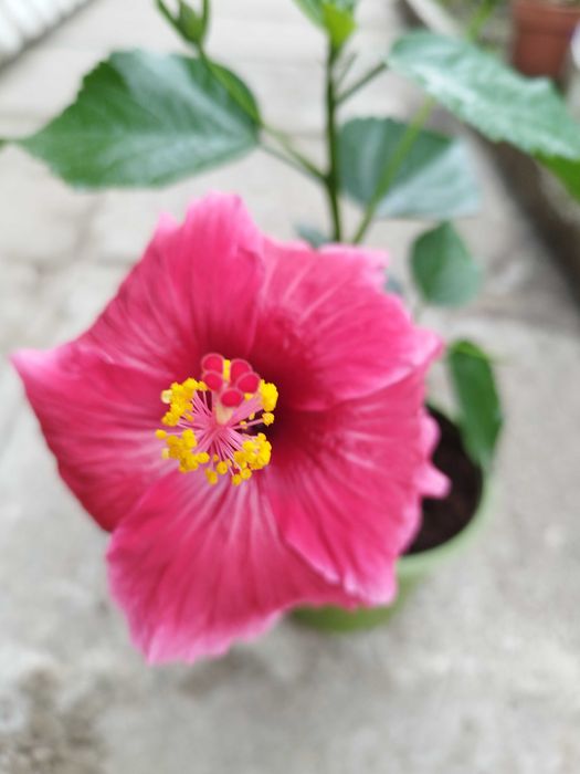 Китайски рози  различни цветове