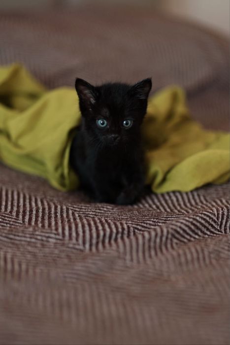 Котенок в добрые руки:)