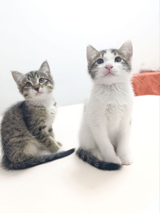 ищу китикам любящую семью