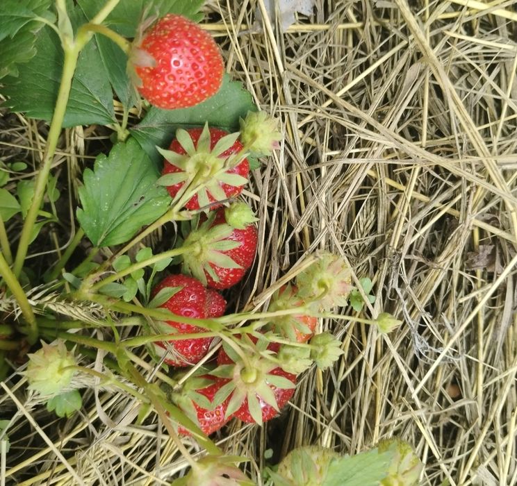 Продам  дачу в городе.