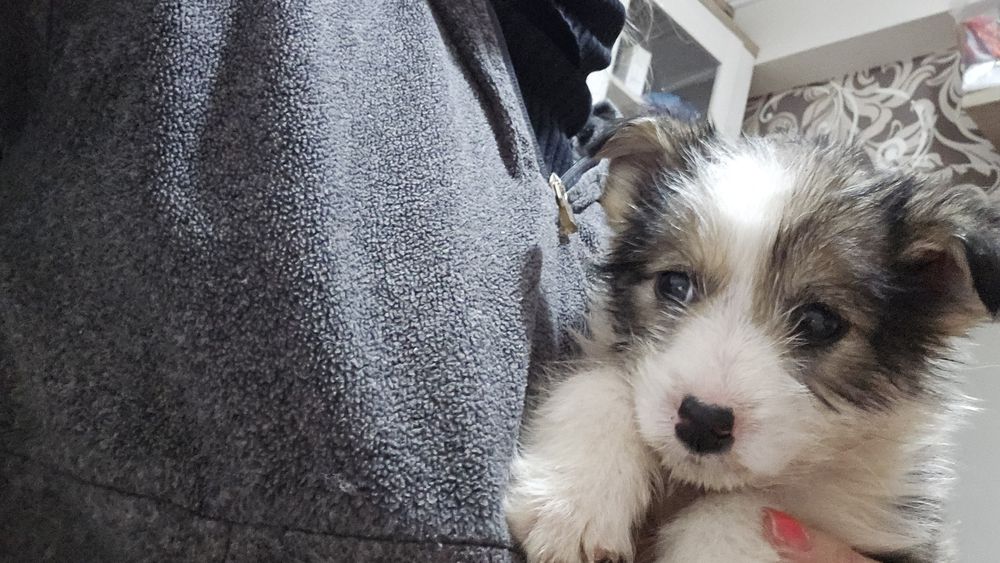 Отдам щенка в добрые руки