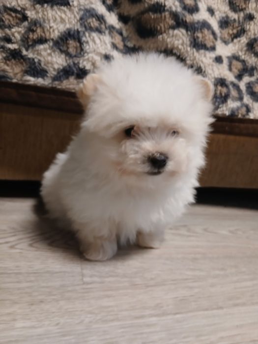 Cățeluși bichon  1 fetita si 1 băiețel