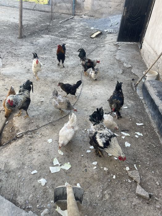 Продается куры домашний