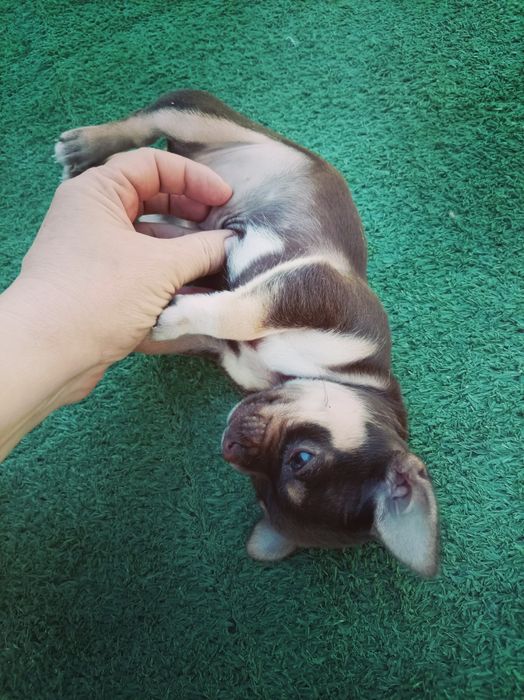 Продаю Щенки чихуахуа