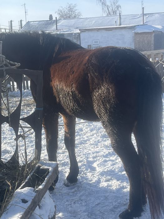 Айгыр сатылады Косшыда тұр семіз