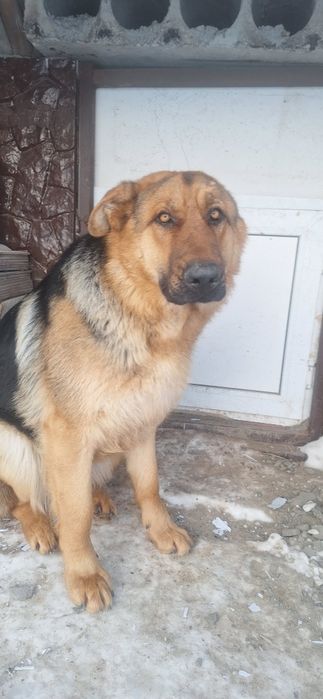 Отдам в хорошие руки овчарку