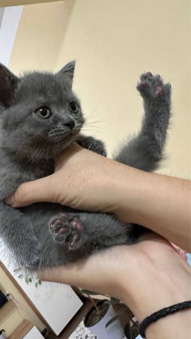 Продаются шотландские котята, сотилади