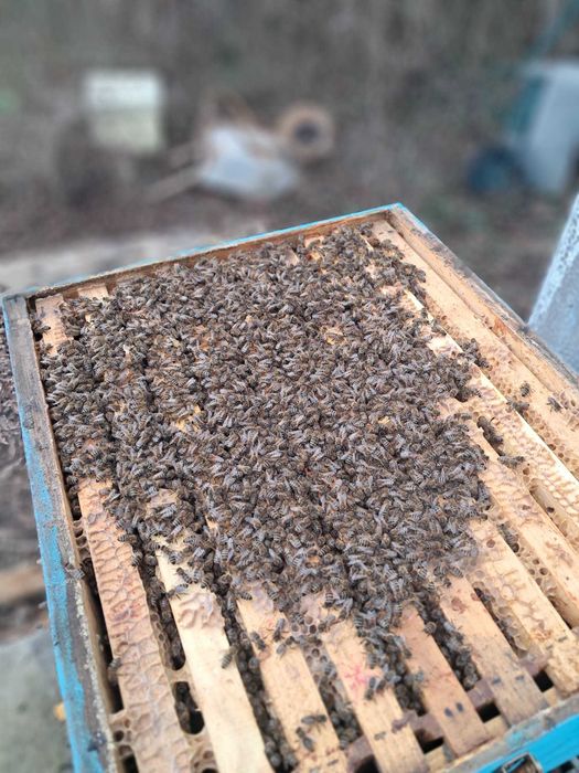 Vând familii de albine în sat Cheia județul Cluj