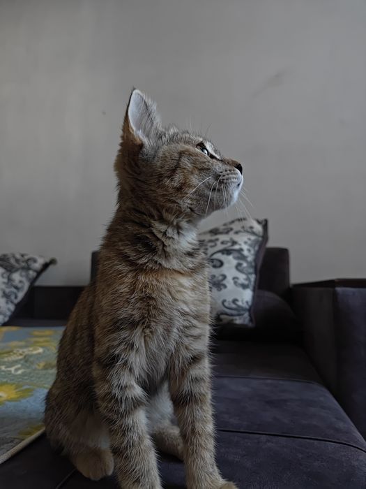 Котенок девочка 5мес