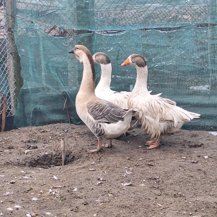 Vând gaste familie 2+ 1