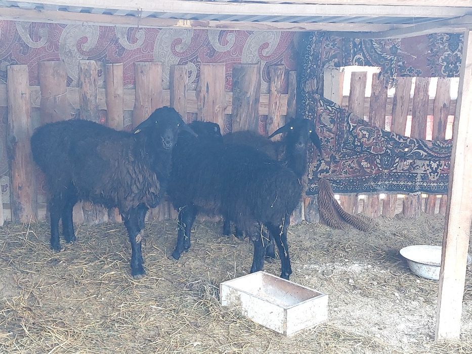 Жас қошқарлар сатылады