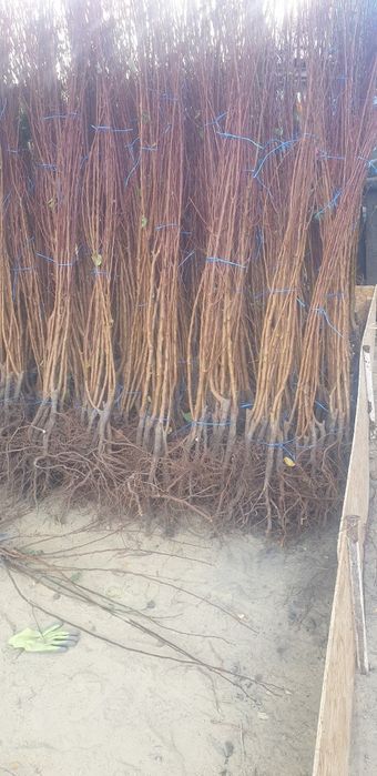 Producător butasi vita de vie și pomi fructiferi