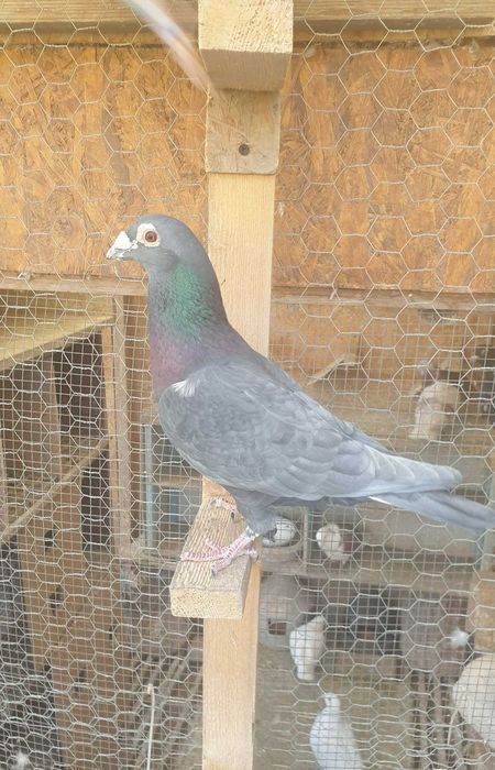 Ocazie! Vand femela voiajor cuca si mascul voiajor andaluz, 100 % viteza, 2017, 2019, Eduard Vajaiac!