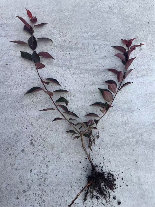 Янги тур! краснолистная декоративная писсарда (карликовая)
Писсарда Па