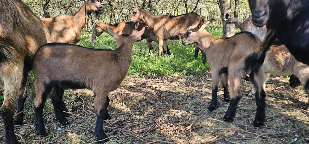 Vand 2 țapi Alpini Francezi