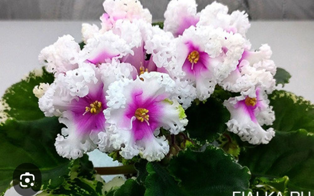 Детки сортовых фиалок.