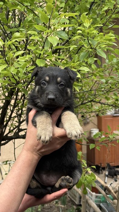 Щенки восточно европейской овчарки