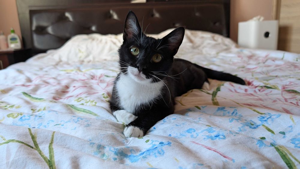 Pisicuta vaccinata si sterilizata pentru adoptie