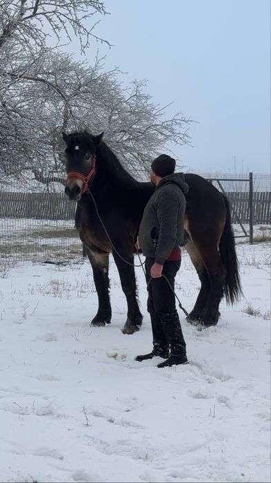 Vând mânz din cai foarte  buni