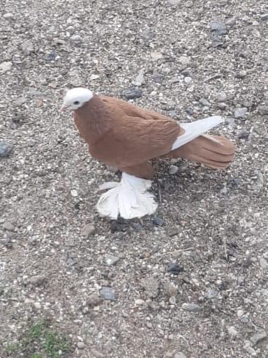 Продам голубя……..