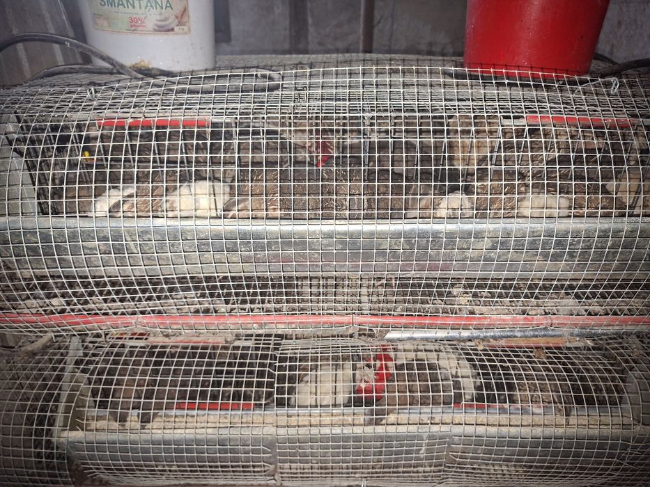 Prepelițe de vanzare